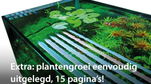 Plantengroei