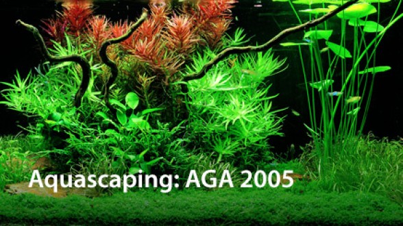 Aquascaping: theorie en praktijkvoorbeeld
