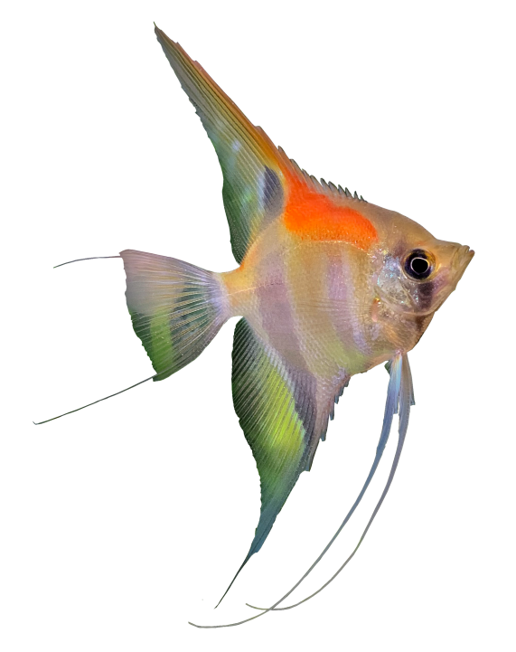 Over Easy Life Aquarium Producten