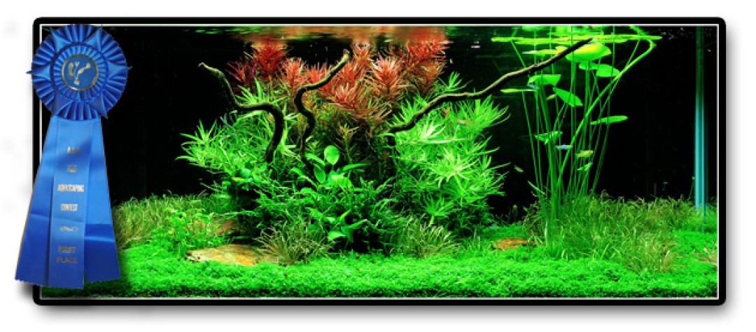 Aquascaping: theorie praktijkvoorbeeld Easy-Life